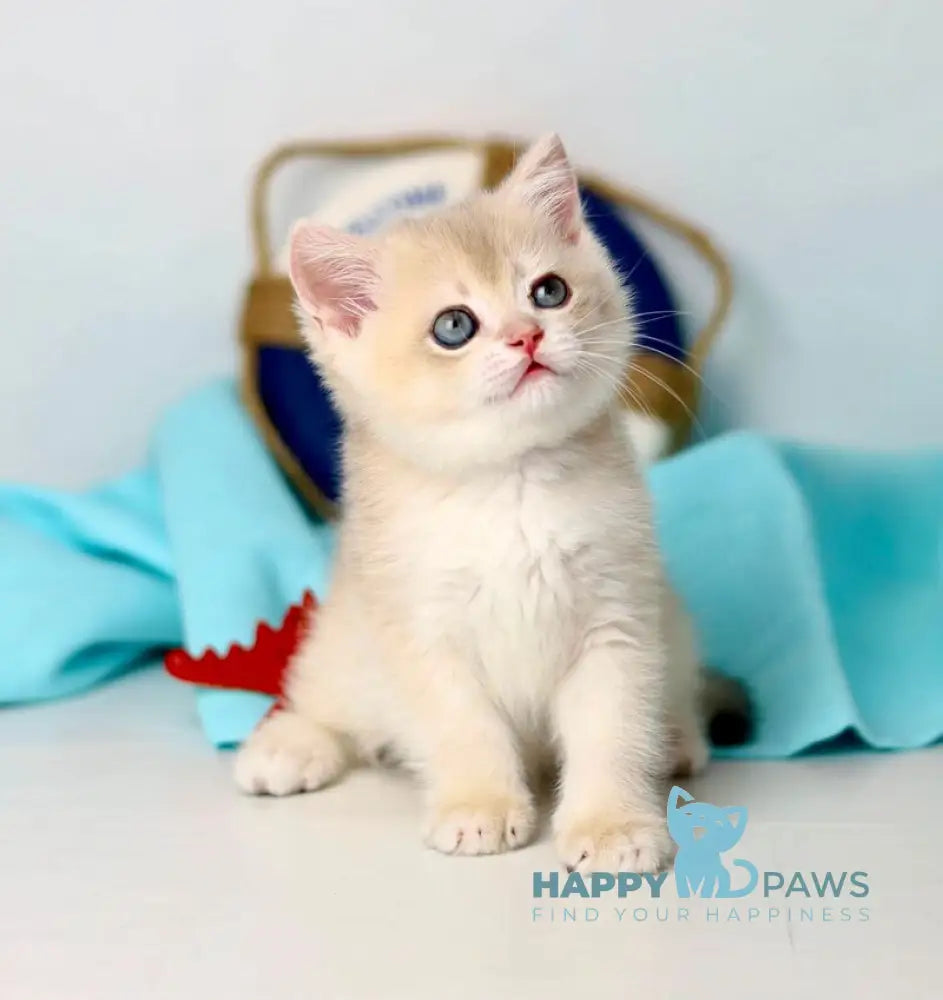 Luntik British Shorthair male blue golden chinchilla live animals