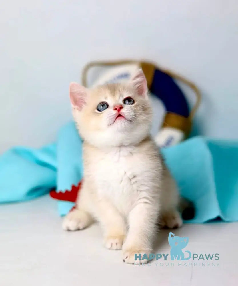 Luntik British Shorthair male blue golden chinchilla live animals