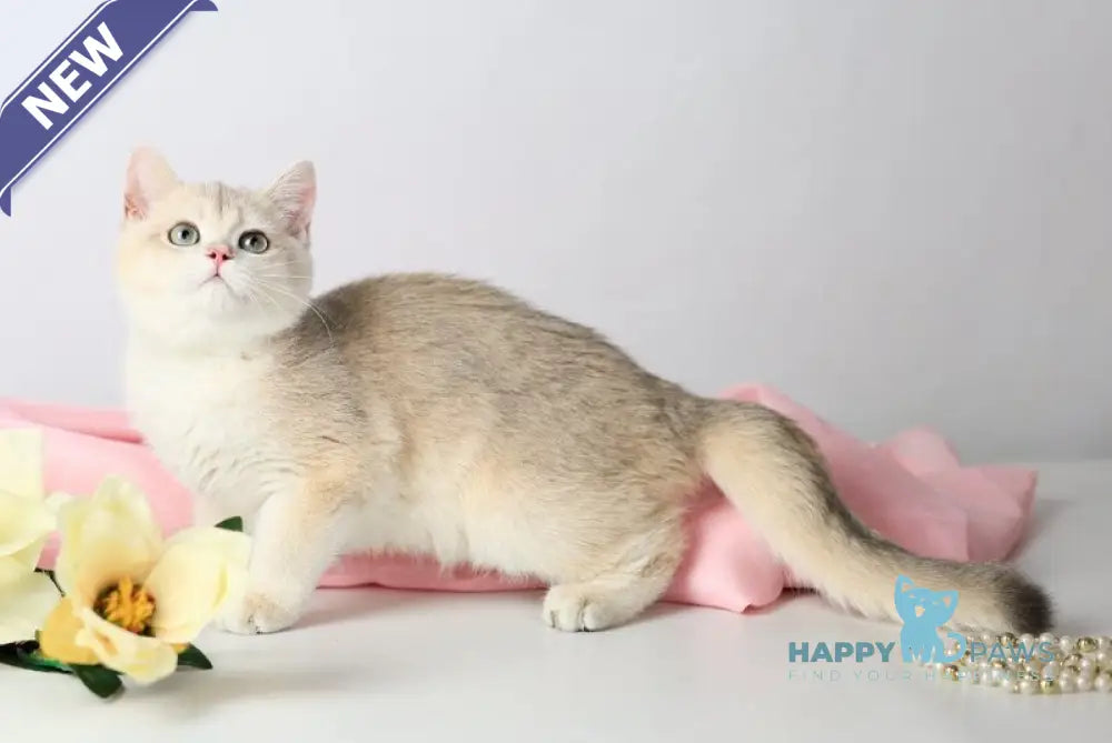 Luntik British Shorthair male blue golden chinchilla live animals