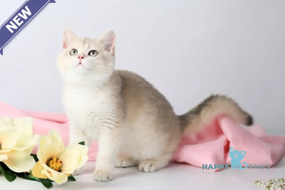 Luntik British Shorthair male blue golden chinchilla live animals