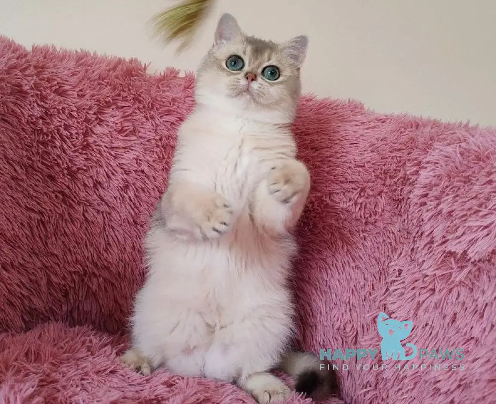 Luntik British Shorthair male blue golden chinchilla live animals
