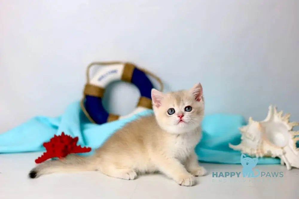 Luntik British Shorthair male blue golden chinchilla live animals