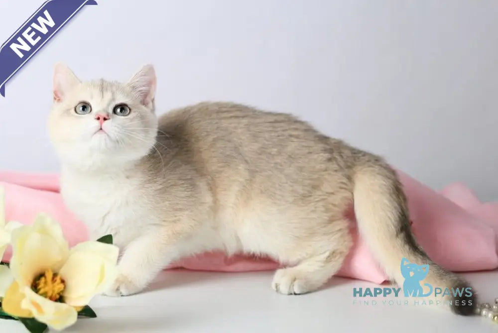 Luntik British Shorthair male blue golden chinchilla live animals