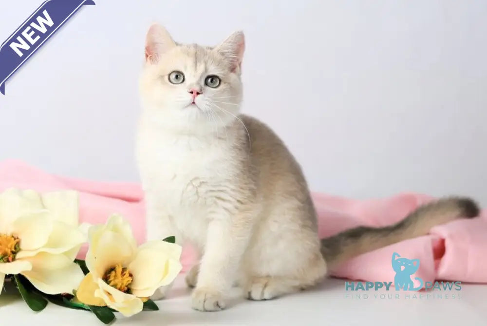 Luntik British Shorthair male blue golden chinchilla live animals