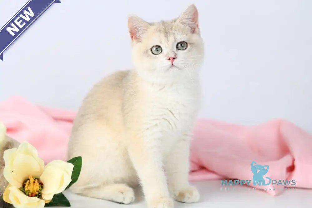 Luntik British Shorthair male blue golden chinchilla live animals