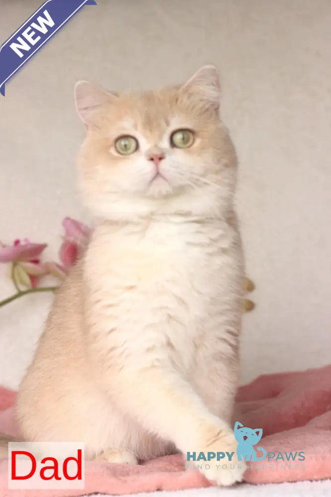 Luntik British Shorthair male blue golden chinchilla live animals