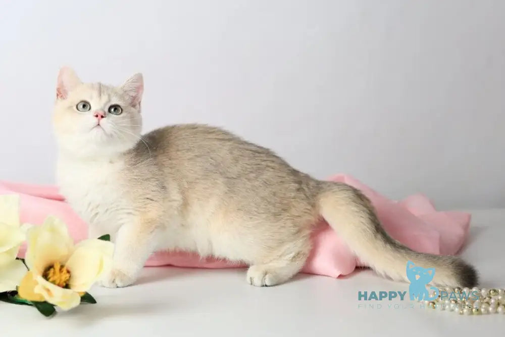 Luntik British Shorthair male blue golden chinchilla live animals