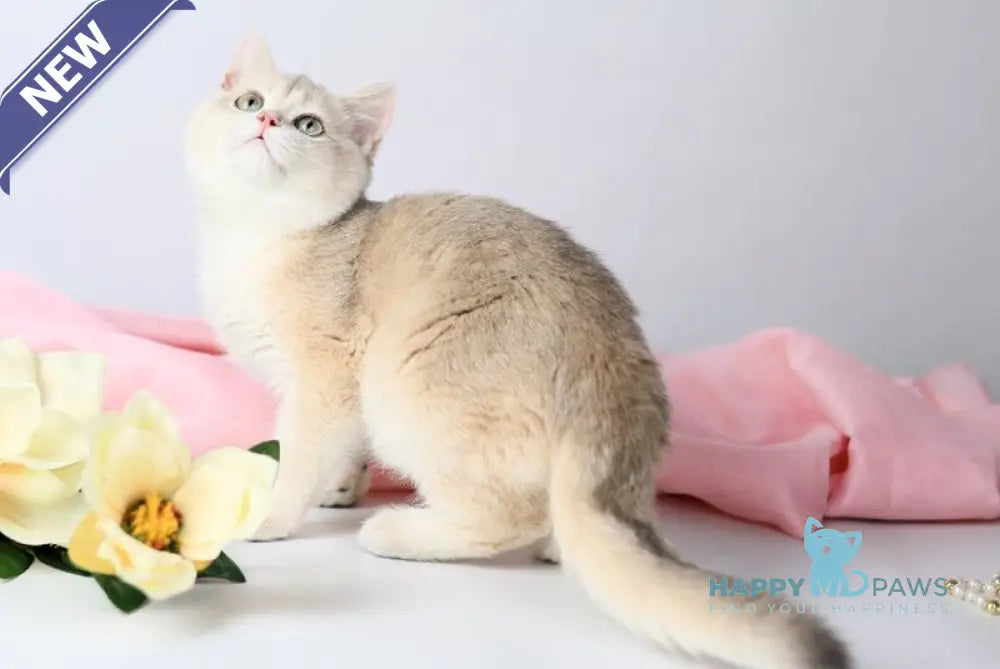 Luntik British Shorthair male blue golden chinchilla live animals