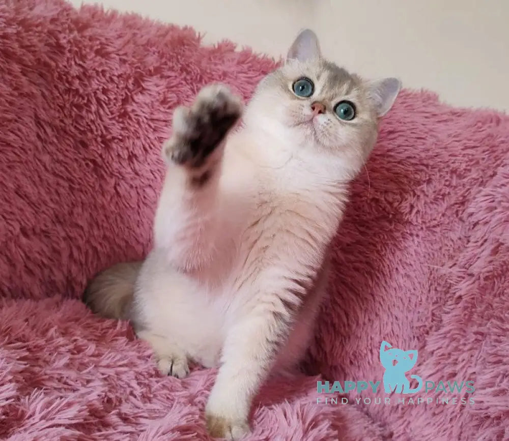 Luntik British Shorthair male blue golden chinchilla live animals