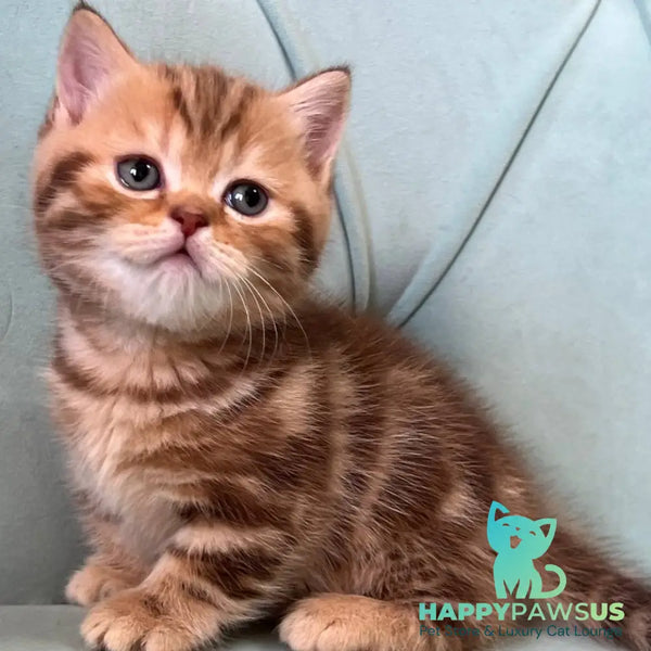 Luntik Munchkin male chocolate tabby - live animals