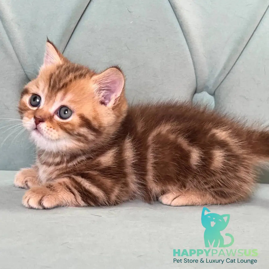 Luntik Munchkin male chocolate tabby - live animals