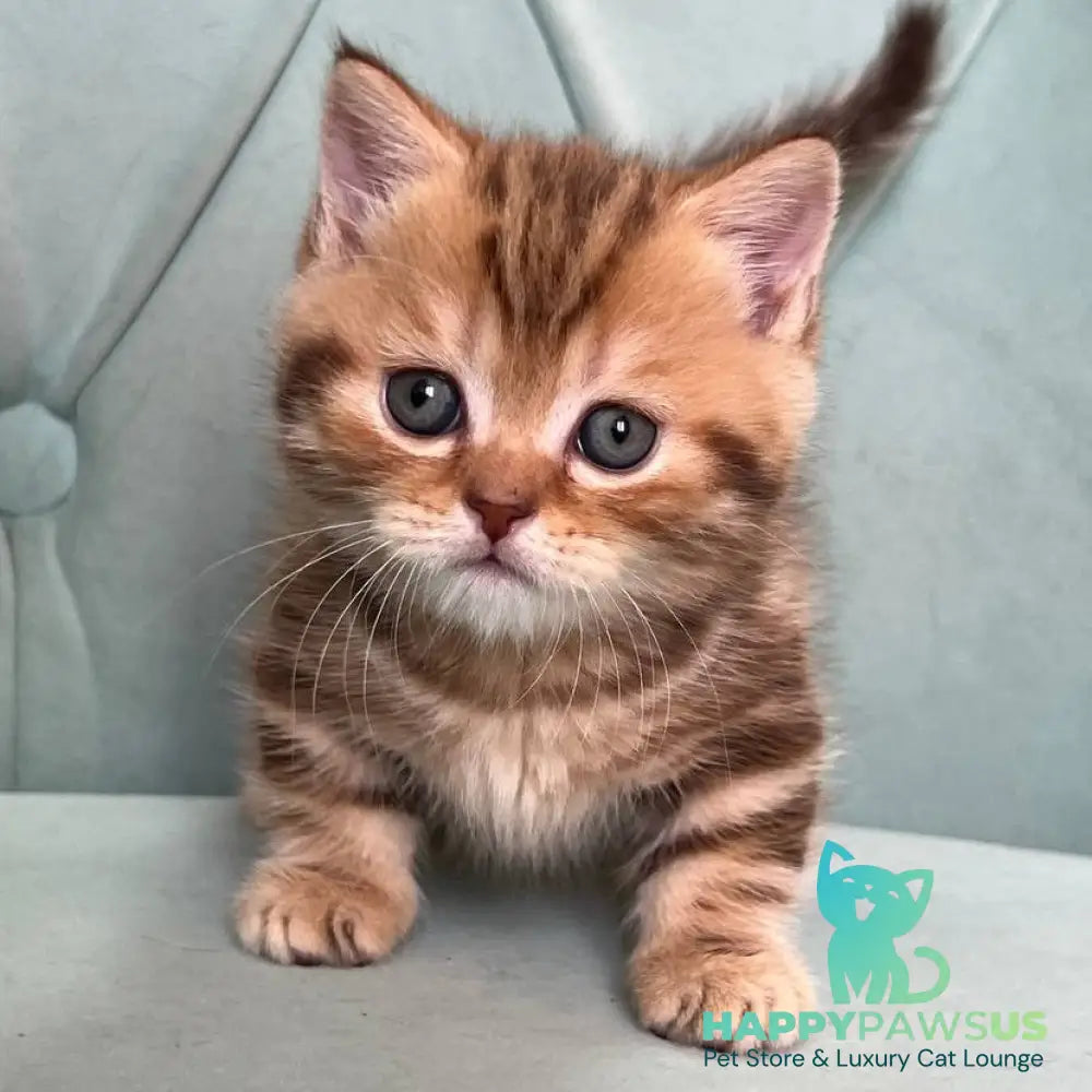Luntik Munchkin male chocolate tabby - live animals