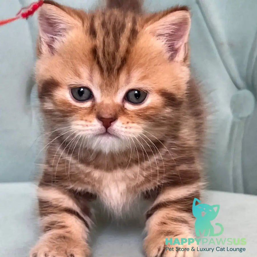 Luntik Munchkin male chocolate tabby - live animals