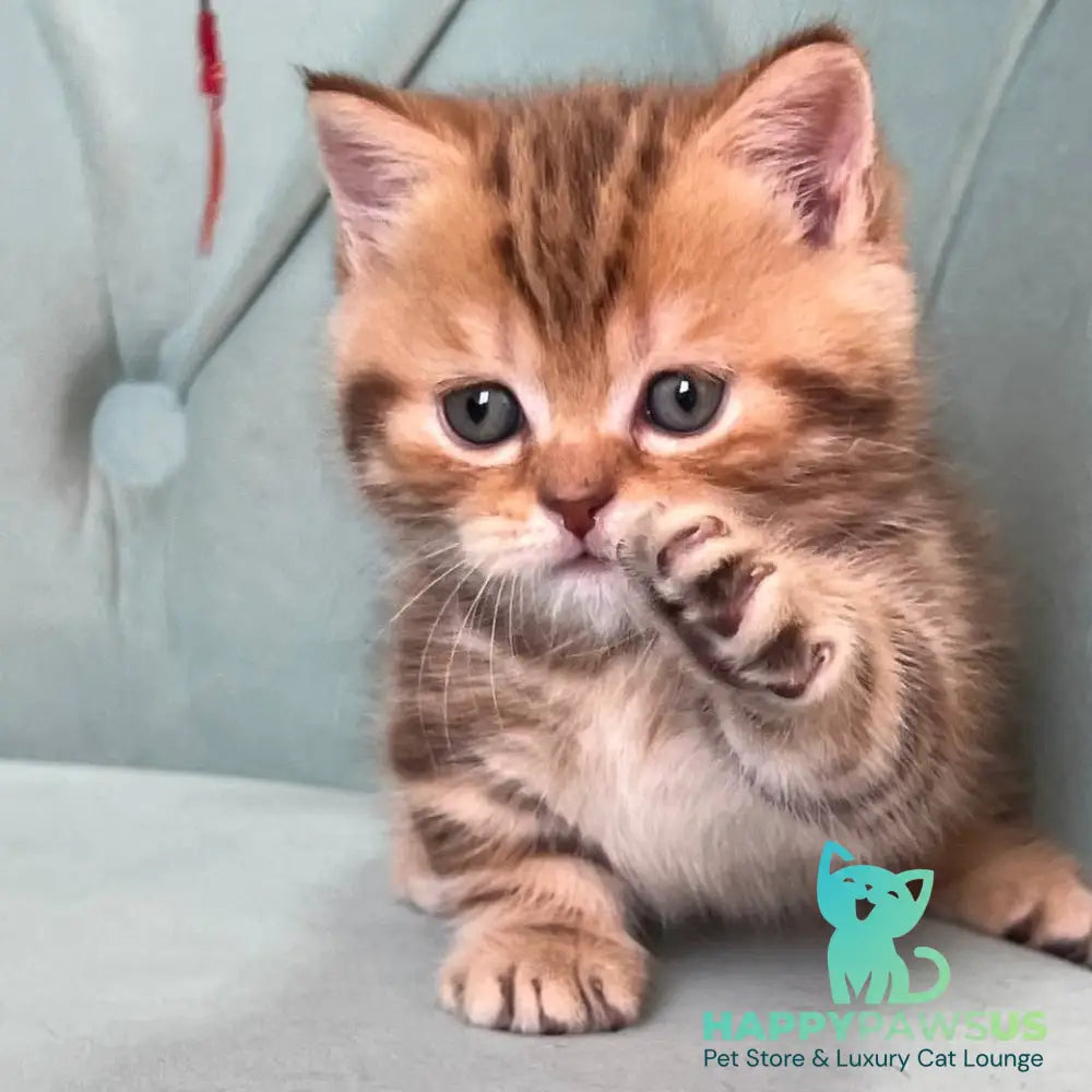 Luntik Munchkin male chocolate tabby - live animals