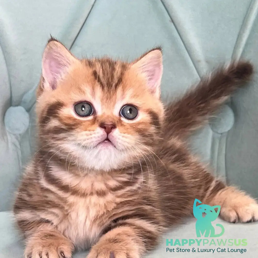 Luntik Munchkin male chocolate tabby - live animals