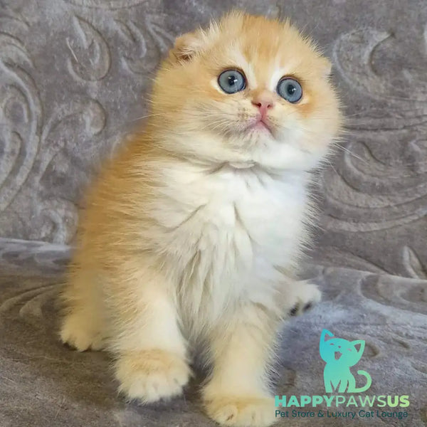 Luntik Scottish Fold male black golden chinchilla - live animals