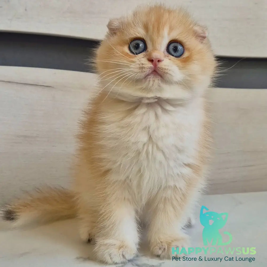 Luntik Scottish Fold male black golden chinchilla - live animals