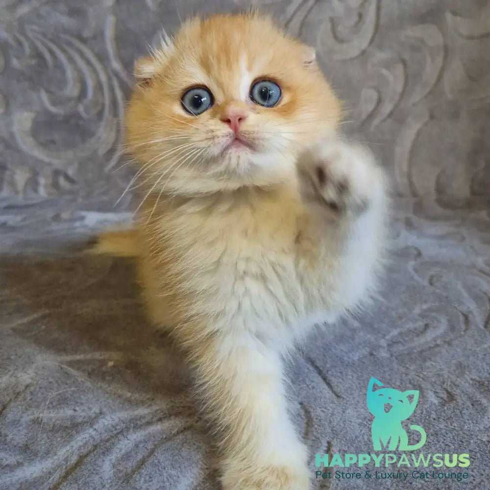 Luntik Scottish Fold male black golden chinchilla - live animals