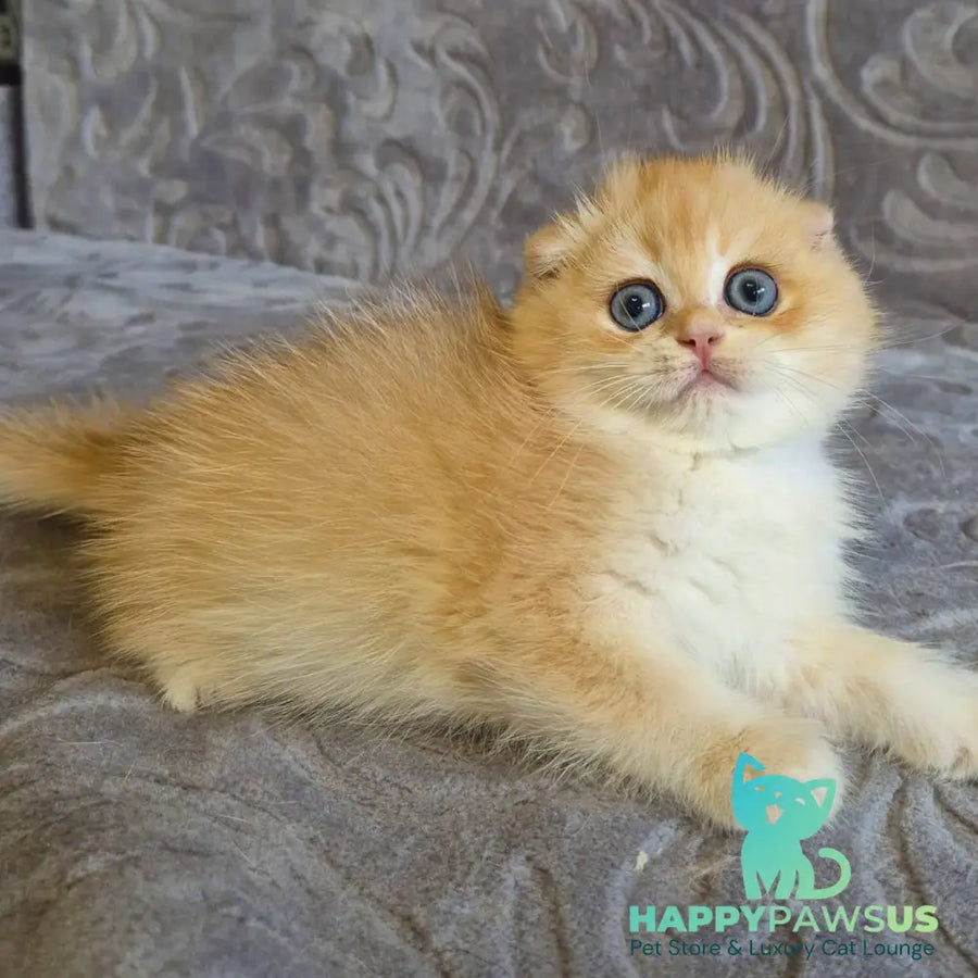 Luntik Scottish Fold male black golden chinchilla - live animals