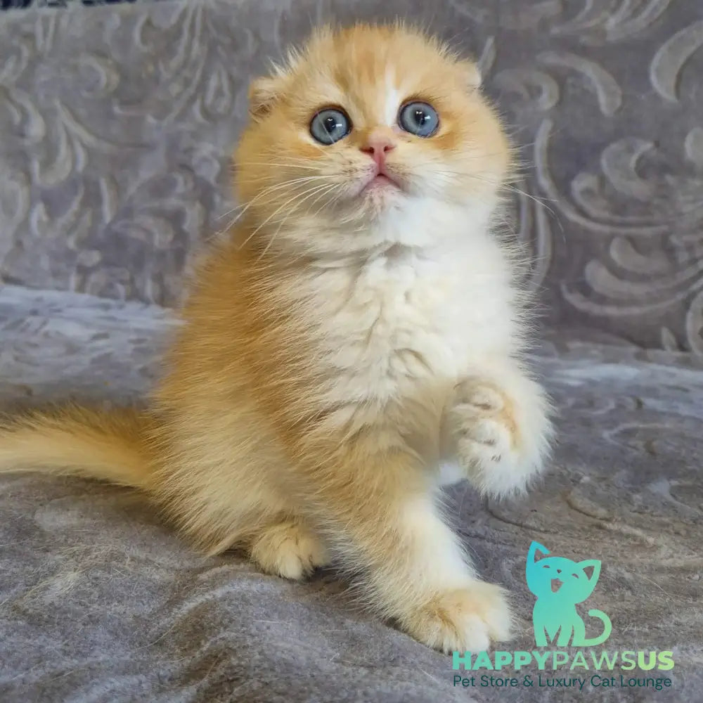 Luntik Scottish Fold male black golden chinchilla - live animals