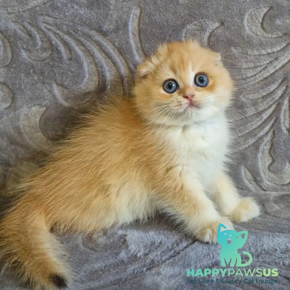 Luntik Scottish Fold male black golden chinchilla - live animals
