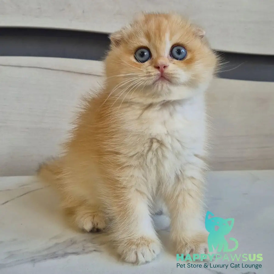 Luntik Scottish Fold male black golden chinchilla - live animals