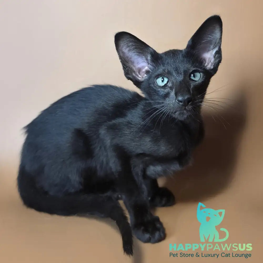 Lupin Siamese male black - live animals