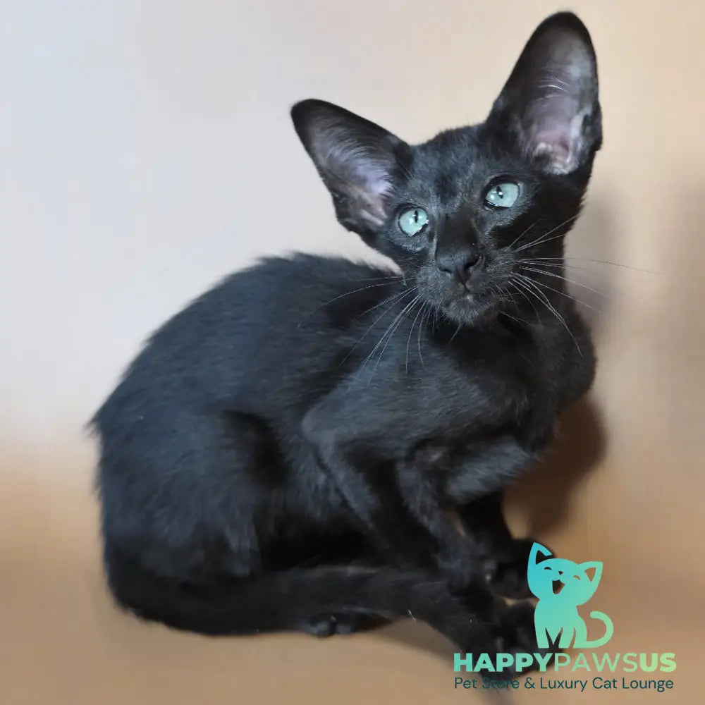 Lupin Siamese male black - live animals