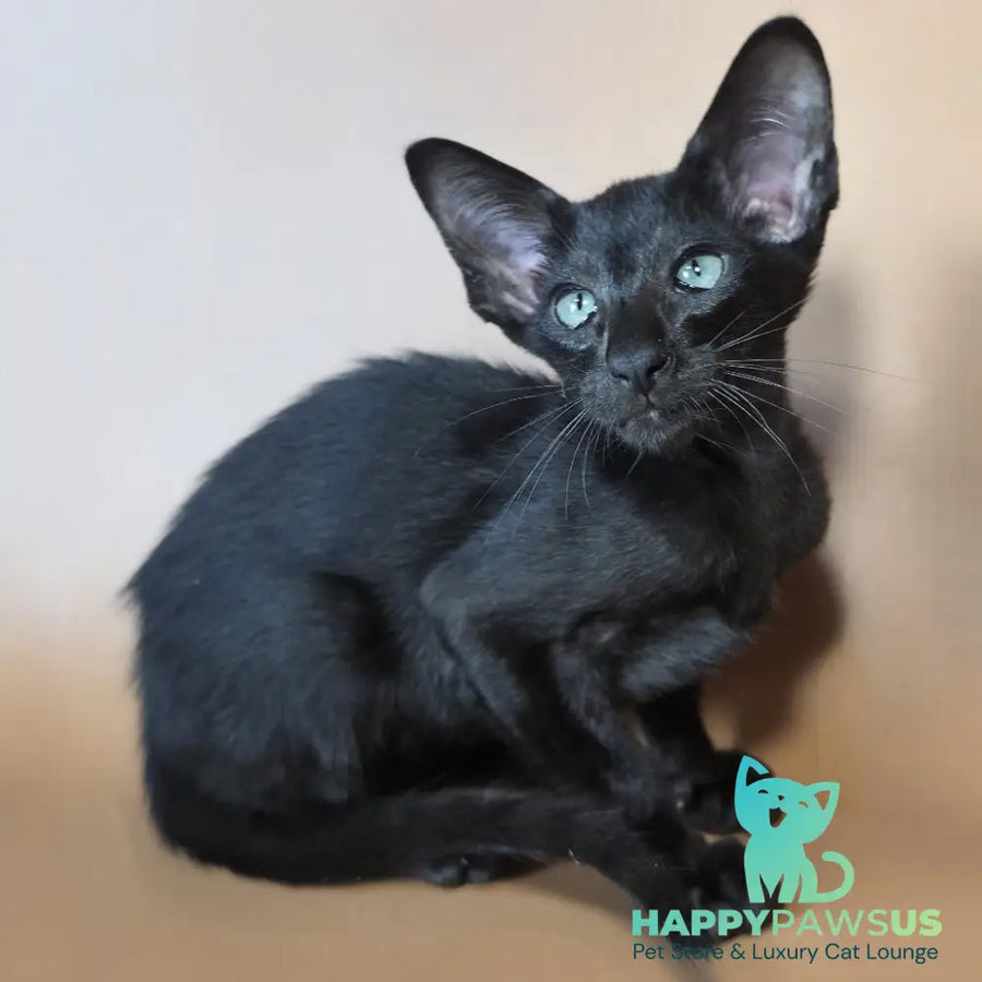 Lupin Siamese male black - live animals