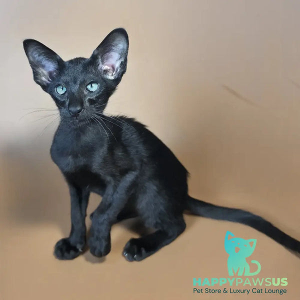 Lupin Siamese male black - live animals