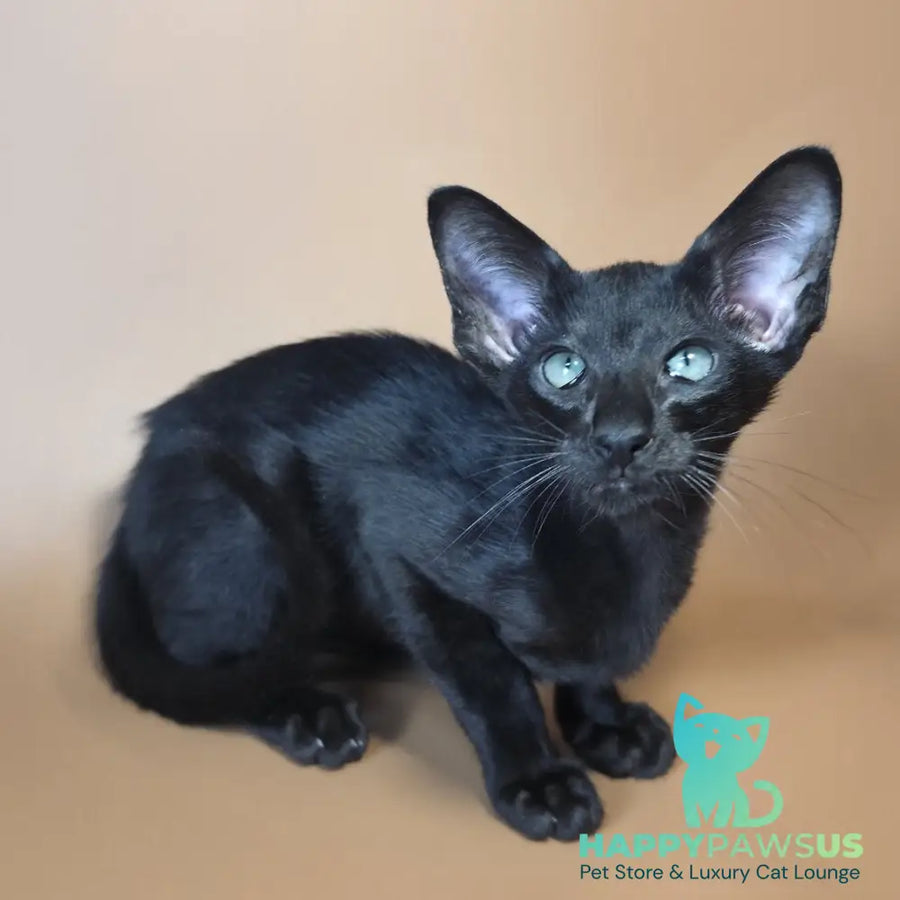 Lupin Siamese male black - live animals