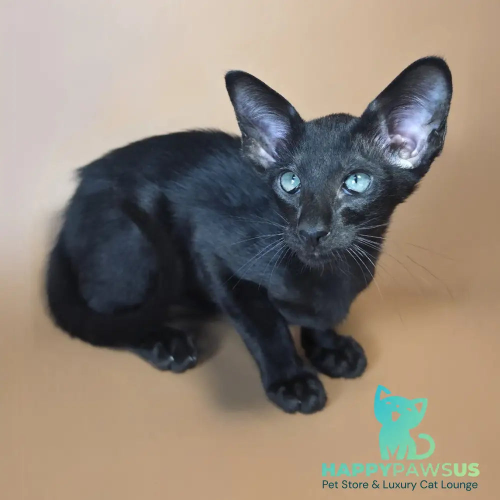 Lupin Siamese male black - live animals