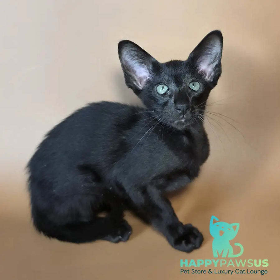 Lupin Siamese male black - live animals