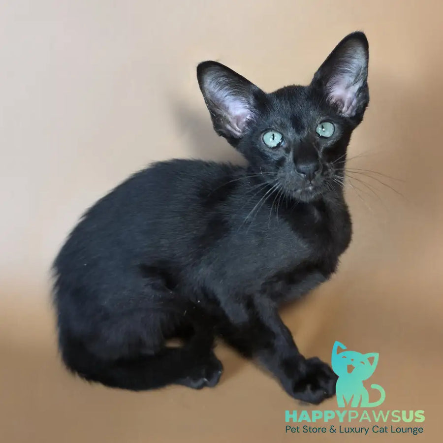 Lupin Siamese male black - live animals