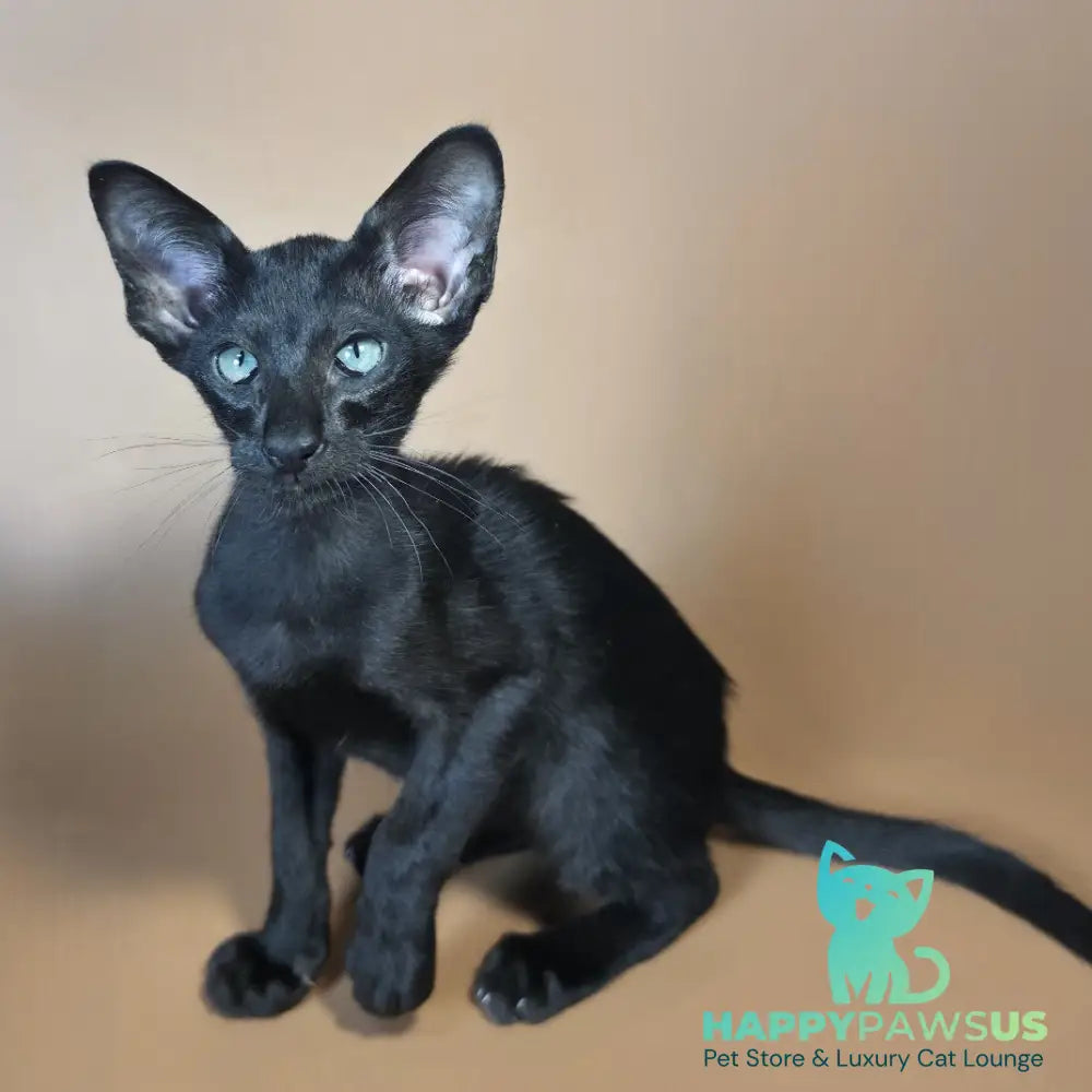 Lupin Siamese male black - live animals
