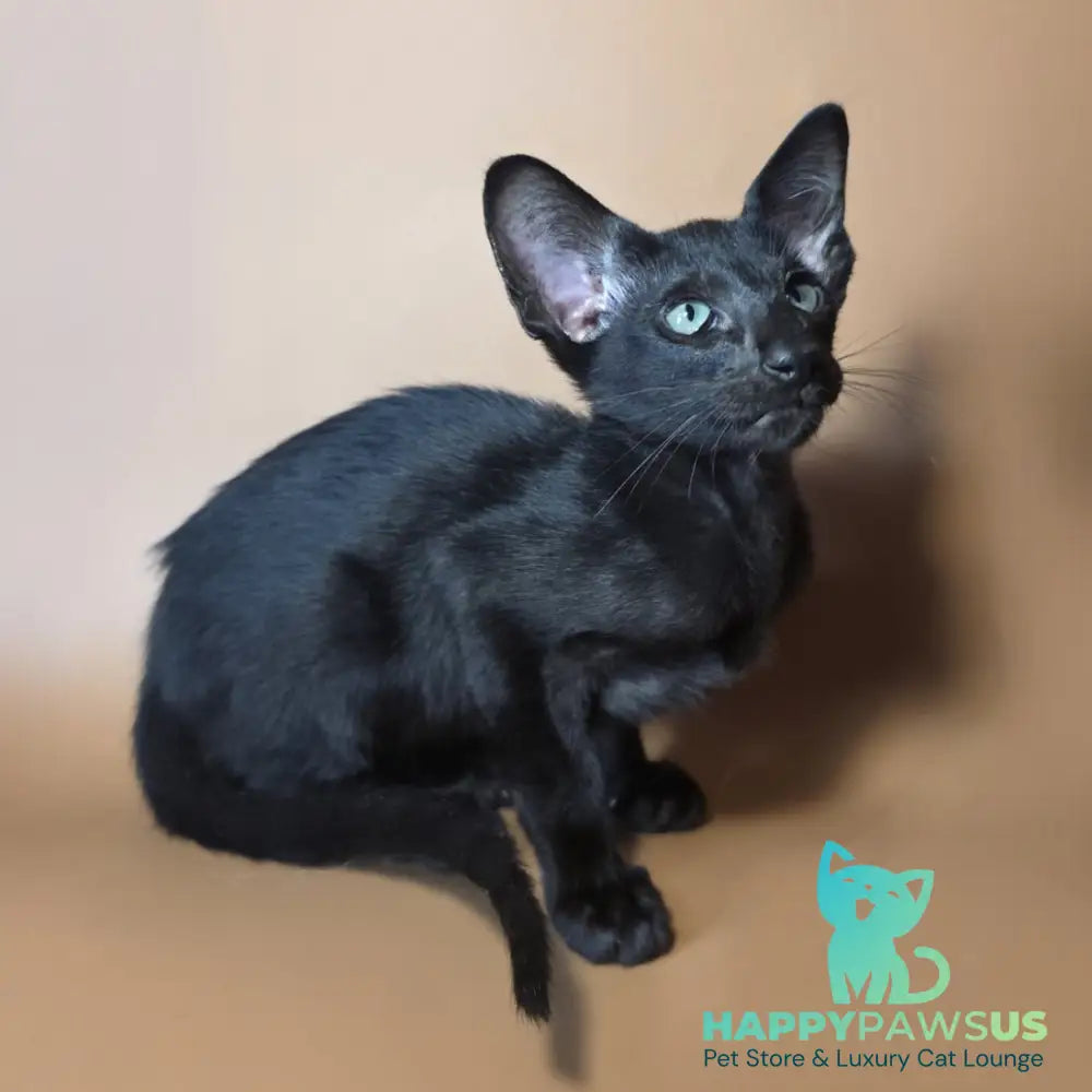 Lupin Siamese male black - live animals