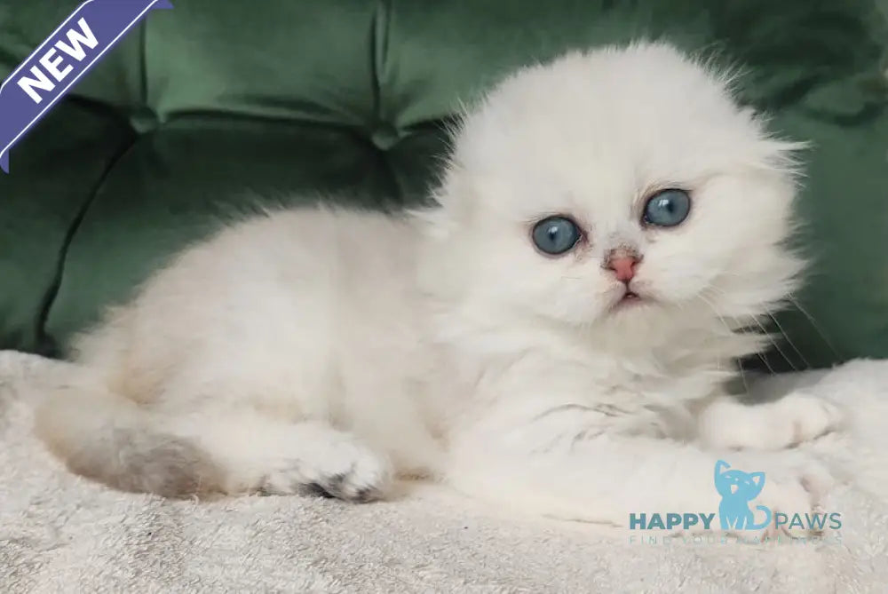 Lusi Scottish Fold female black silver shaded live animals