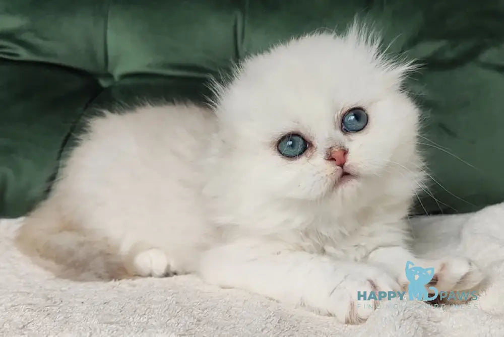 Lusi Scottish Fold female black silver shaded live animals