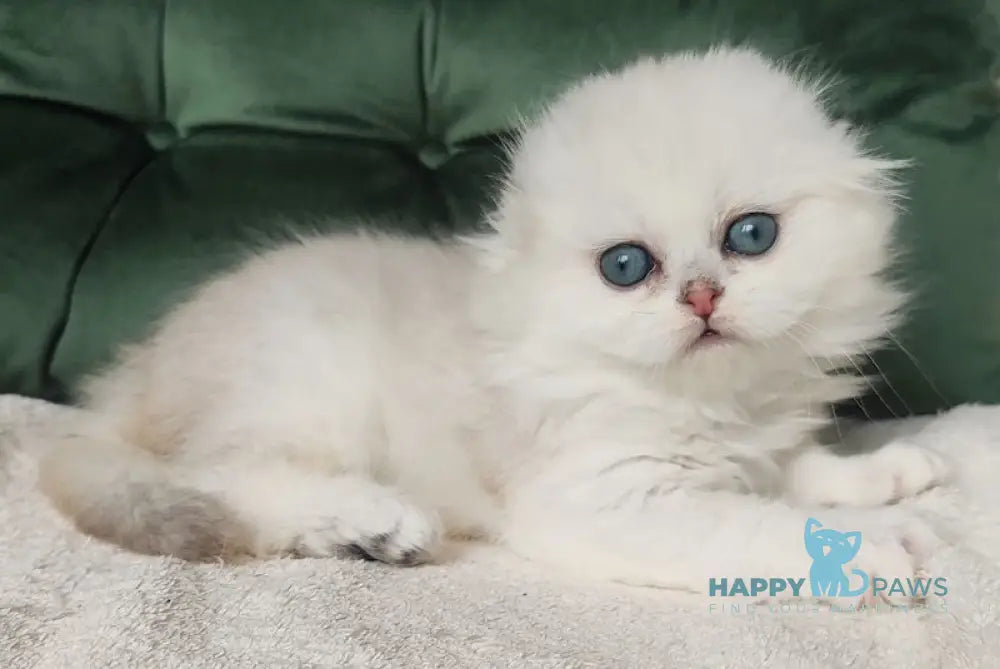 Lusi Scottish Fold female black silver shaded live animals