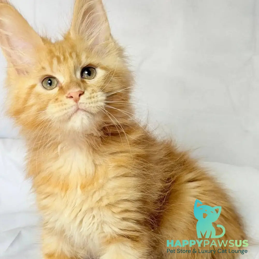 Luthor Maine Coon male red tabby - live animals
