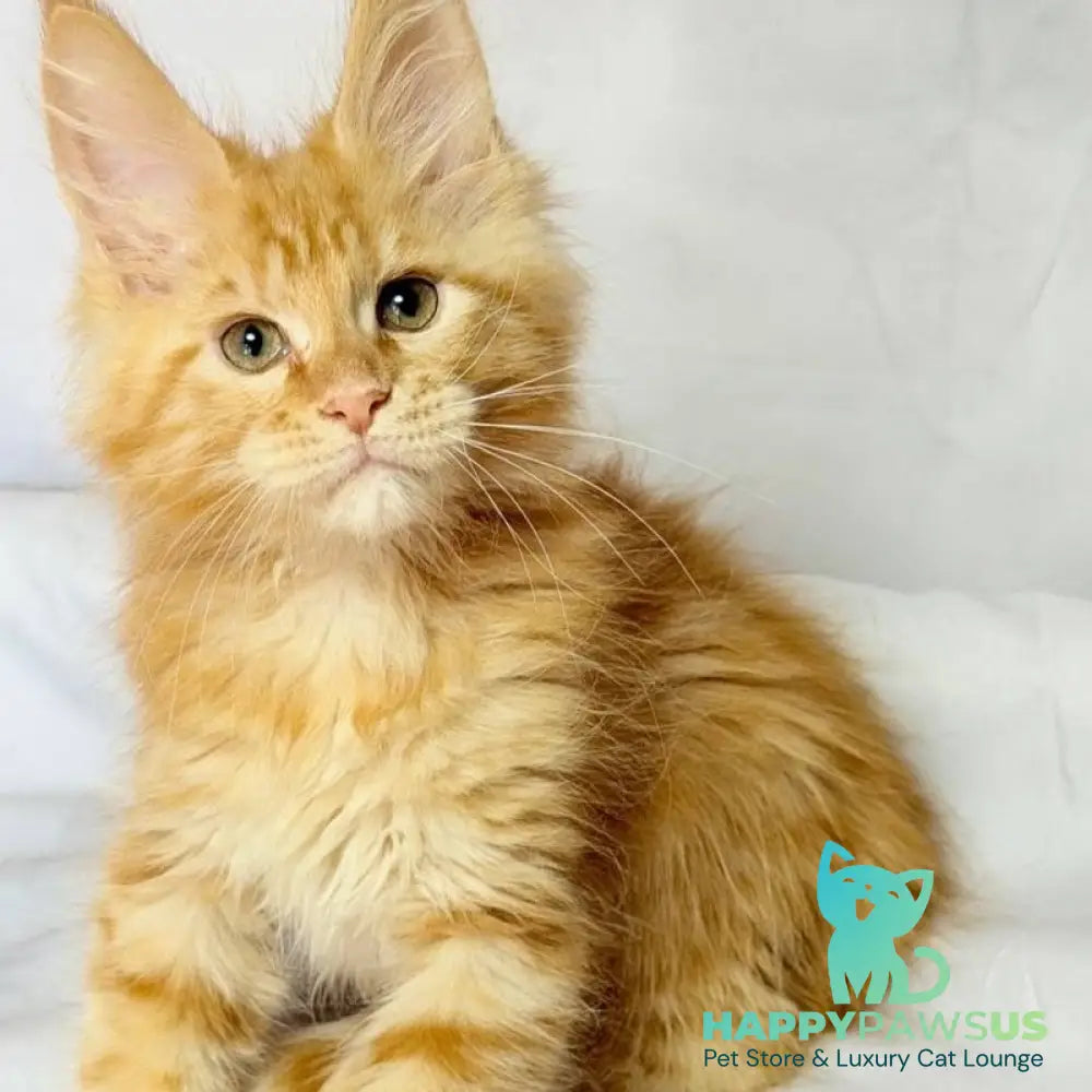 Luthor Maine Coon male red tabby - live animals