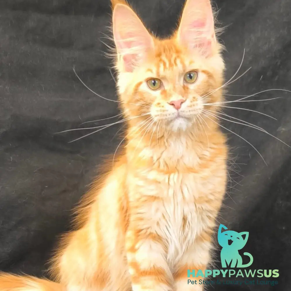 Luthor Maine Coon male red tabby - live animals