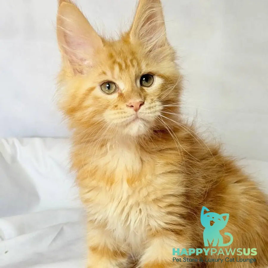 Luthor Maine Coon male red tabby - live animals