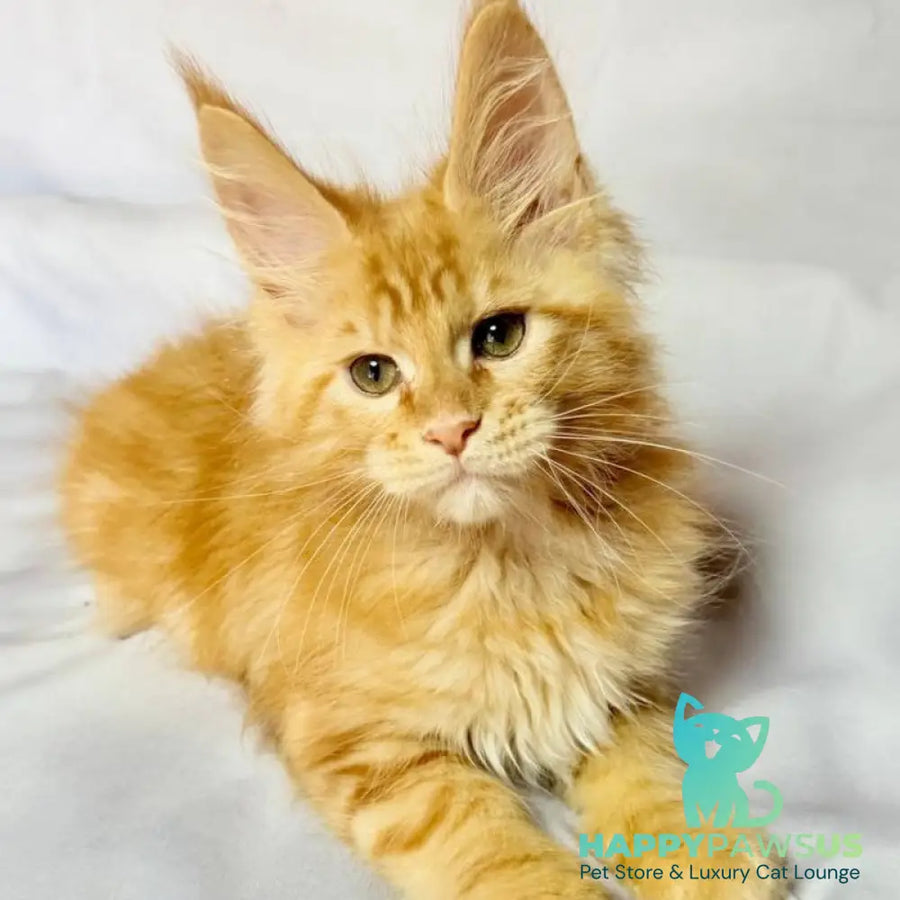 Luthor Maine Coon male red tabby - live animals