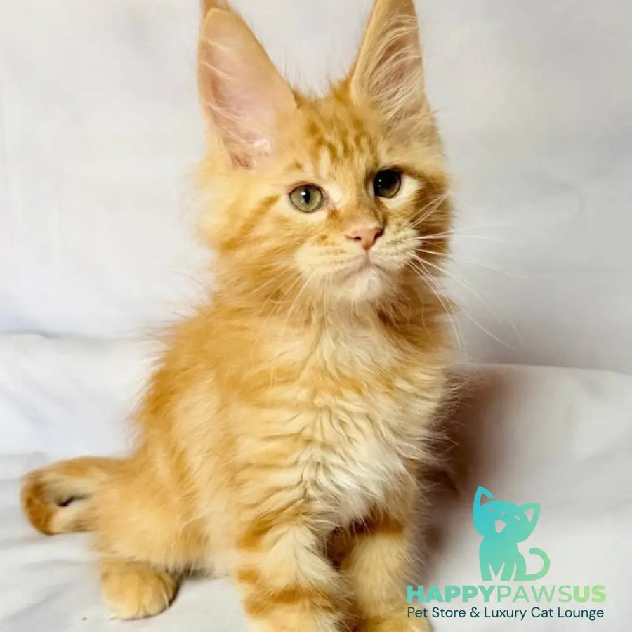 Luthor Maine Coon male red tabby - live animals