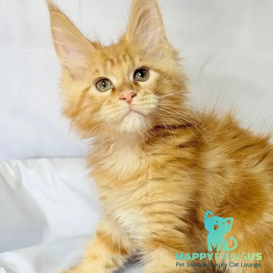 Luthor Maine Coon male red tabby - live animals