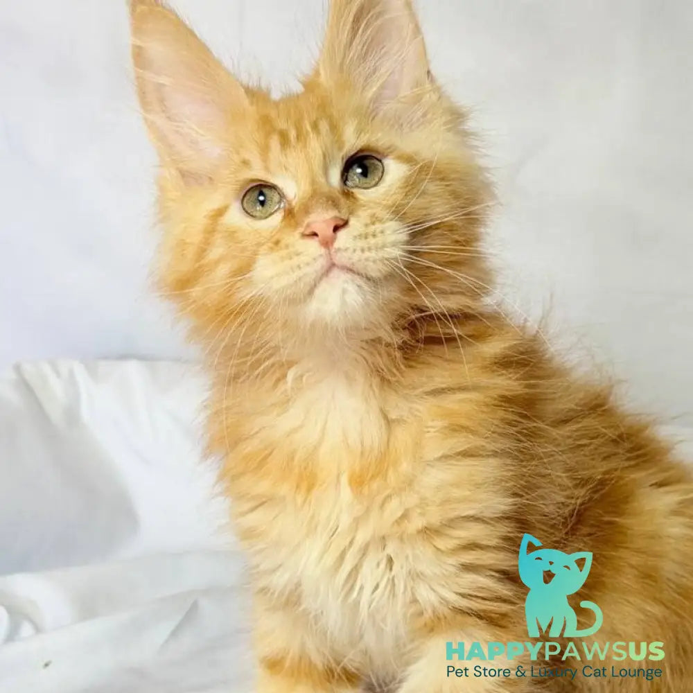 Luthor Maine Coon male red tabby - live animals