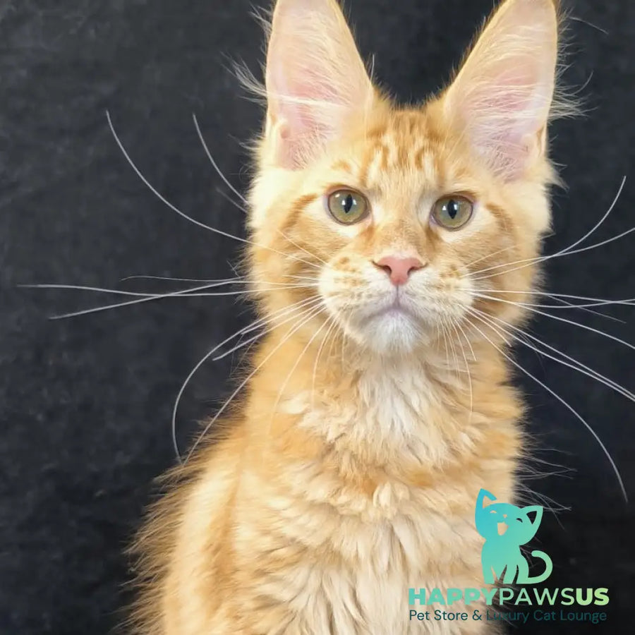 Luthor Maine Coon male red tabby - live animals