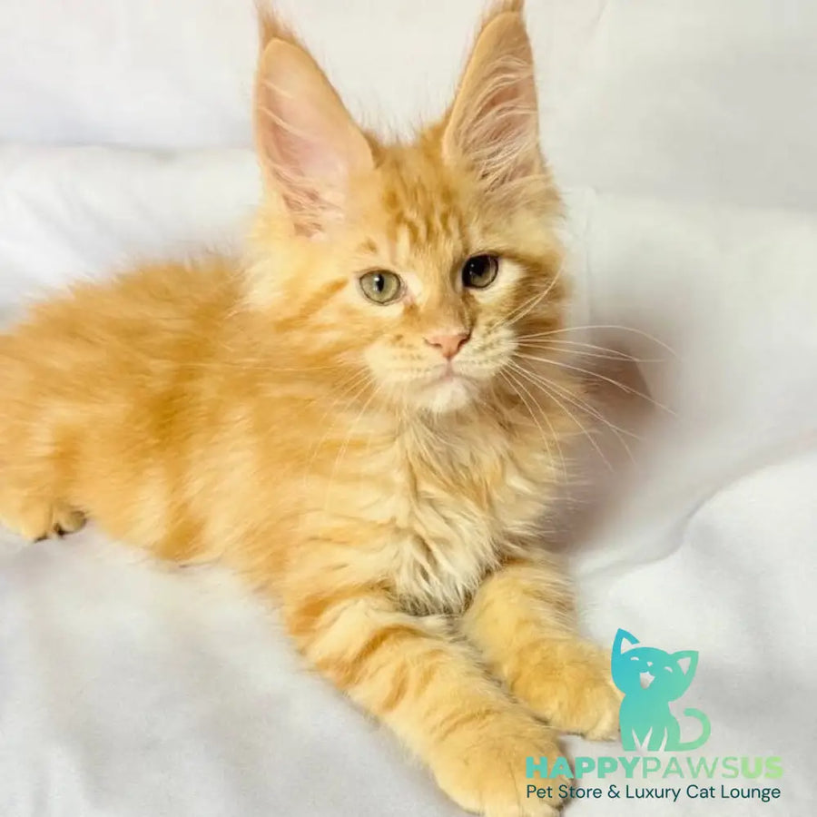 Luthor Maine Coon male red tabby - live animals