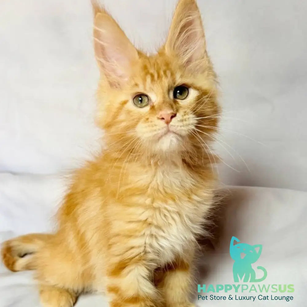 Luthor Maine Coon male red tabby - live animals